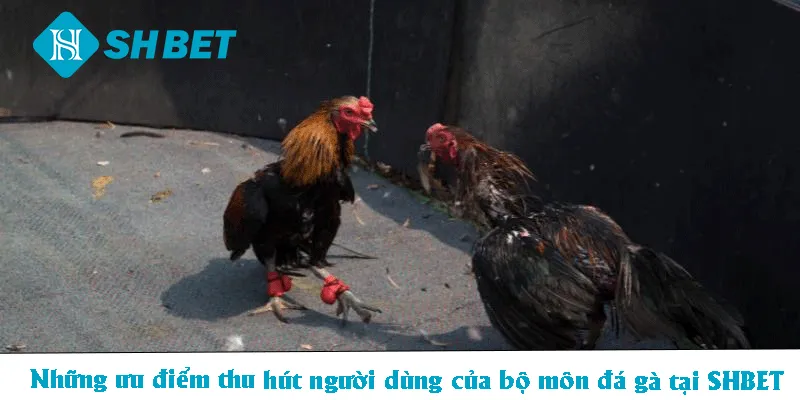 Những ưu điểm thu hút người dùng của bộ môn đá gà tại SHBET