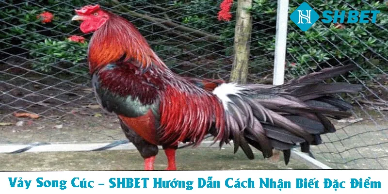 Vảy song cúc thumb